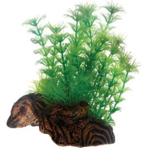 Dohse Flora Root 3 S 17 cm