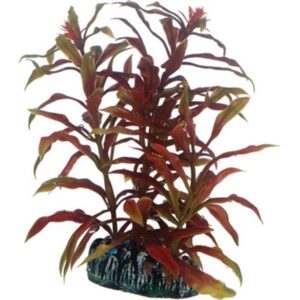 Dohse Nesaea 13 cm