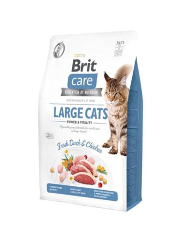 Brit katt – 8595602540914