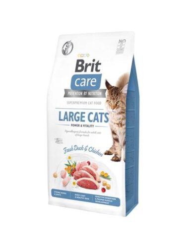 Brit katt – 8595602540907