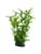 Dohse fisk – 4011444515605