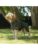 Siccaro hund – 5712033004638