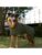 Siccaro hund – 5712033004683