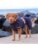 Siccaro hund – 5712033003716