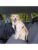 Trixie hund – 4011905012919