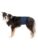 Trixie hund – 4011905236650