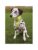 Trixie hund – 4011905301228