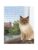 Trixie katt – 4011905442921