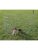 Trixie hund – 4011905039541